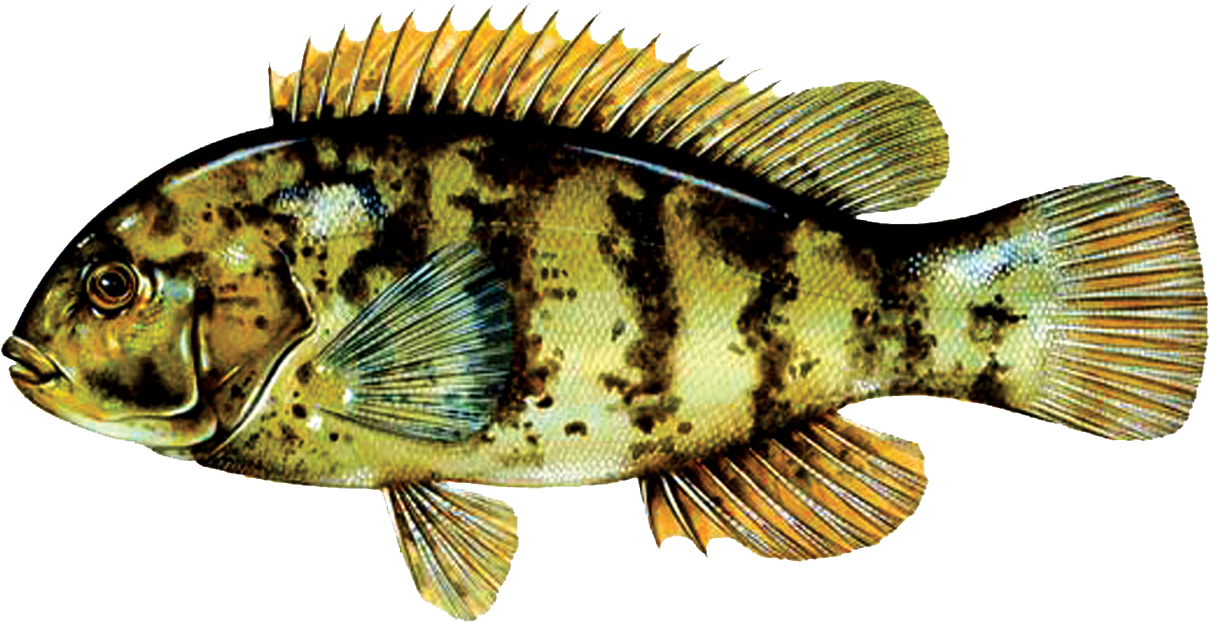 a close up of a fish