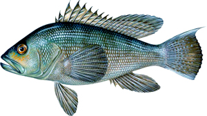 a close up of a fish