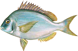a close up of a fish