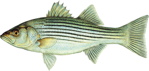 a close up of a fish