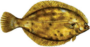 a close up of a fish