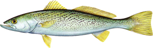 a close up of a fish