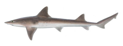 a close up of a fish