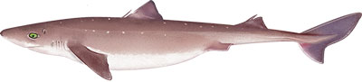 a close up of a fish